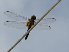 Urothemis signata