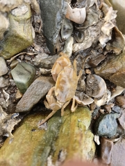 Hemigrapsus penicillatus