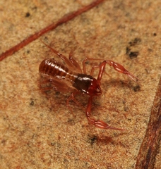 Chthonius ischnocheles