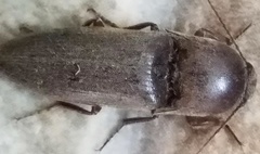 Diplostethus carolinensis