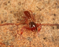 Chthonius ischnocheles