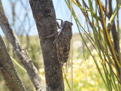 Cicada barbara lusitanica