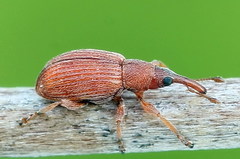 Apion haematodes