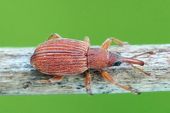 Apion haematodes