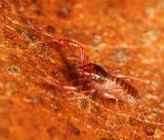 Chthonius ischnocheles