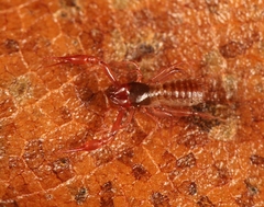 Chthonius ischnocheles