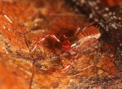 Chthonius ischnocheles