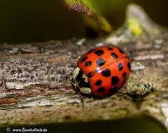 Harmonia axyridis