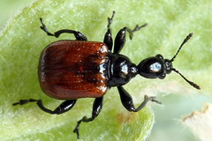 Compsapoderus erythropterus