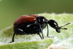 Compsapoderus erythropterus