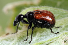Compsapoderus erythropterus