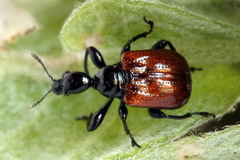 Compsapoderus erythropterus