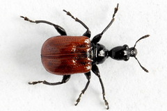 Compsapoderus erythropterus