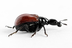 Compsapoderus erythropterus