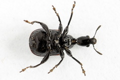 Compsapoderus erythropterus