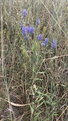 Veronica spicata