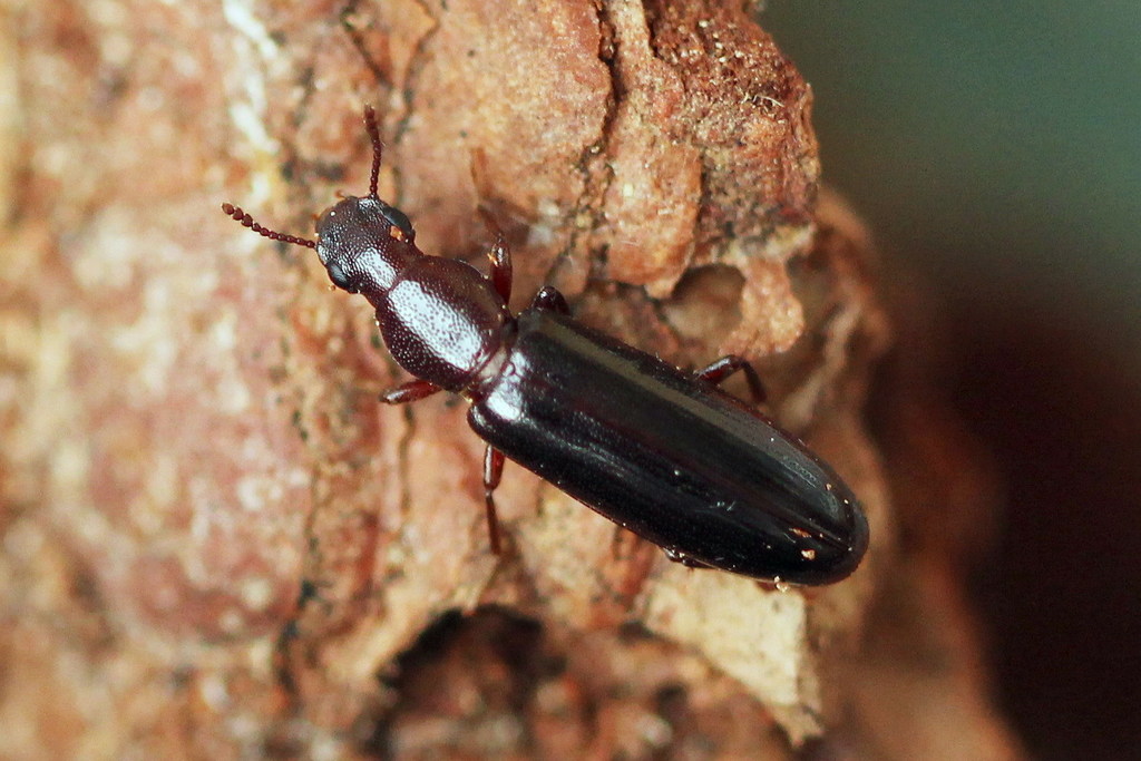 Conifer Bark Beetles