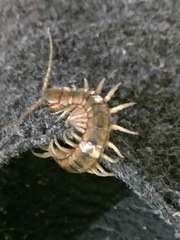 Scolopendra cingulata