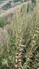 Veronica spuria
