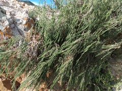 Passerina ericoides