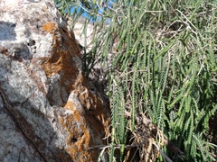 Passerina ericoides