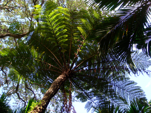 Cyathea kermadecensis
