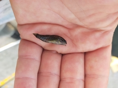 Redigobius macrostoma