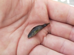 Redigobius macrostoma