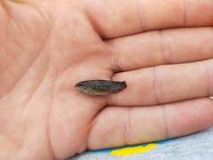 Redigobius macrostoma