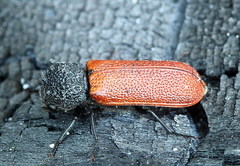 Bostrichus capucinus