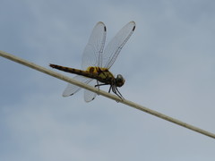 Urothemis signata
