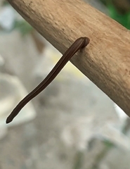 Haemadipsa zeylanica