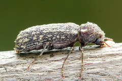 Lichenophanes varius