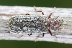 Lichenophanes varius