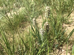 Plantago helleri