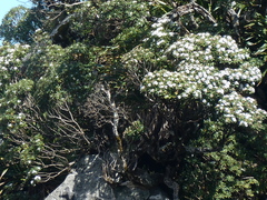 Macrolearia oporina