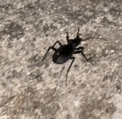 Blue Ground Beetle, Friend Firefly Submission, photo 10 of 10