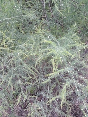 Asparagus cooperi