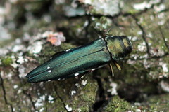 Agrilus biguttatus