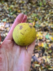 Juglans ailantifolia