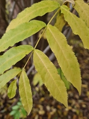Juglans ailantifolia