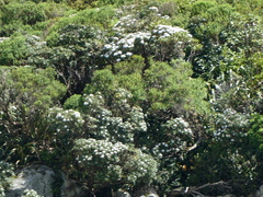 Macrolearia oporina