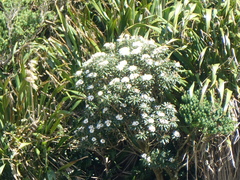 Macrolearia oporina