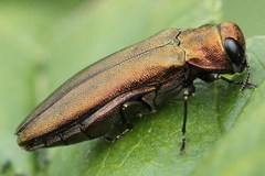 Agrilus ribesi