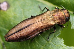 Agrilus ribesi