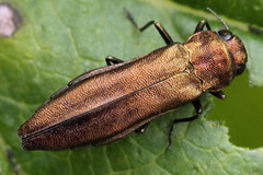 Agrilus ribesi