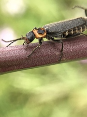 Cyrtomoptera divisa