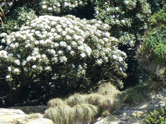 Macrolearia oporina