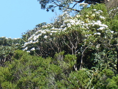 Macrolearia oporina