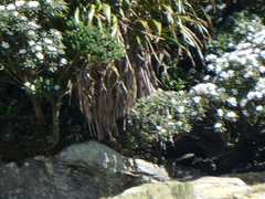 Macrolearia oporina